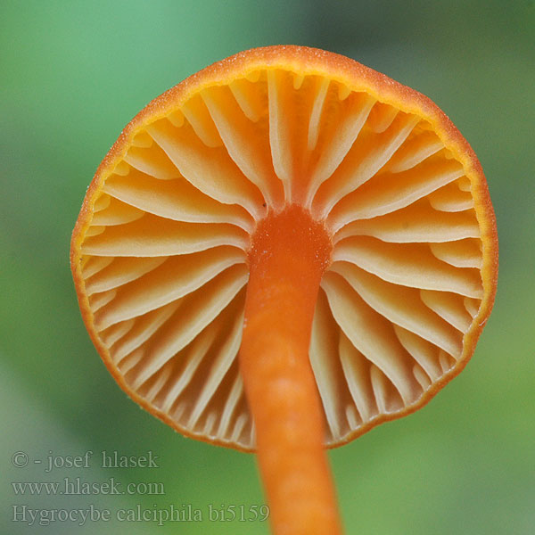 Hygrocybe calciphila bi5159