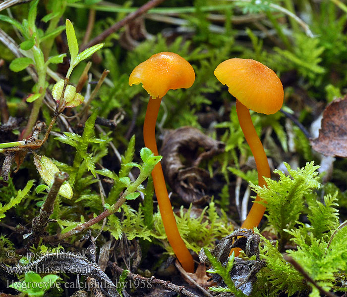 Hygrocybe calciphila Voskovka vápnomilná