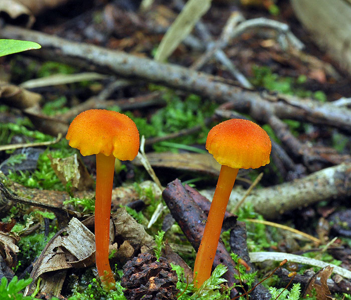 Hygrocybe cantharellus Voskovka lišková Kantarel-Vokshat Lúčnica kuriatkovitá Гигроцибе лисичка Wilgotnica lejkowata Kantarellvokssopp Chanterelle Waxy Cap Goblet Waxcap Trichterförmiger Saftling Pfifferlings Tölcséres nedűgomba Trechterwasplaat Vahverovahakas