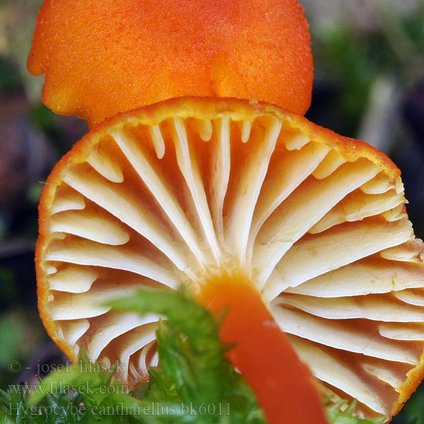 Hygrocybe cantharellus bk6011