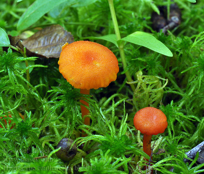 Hygrocybe cantharellus bk7642