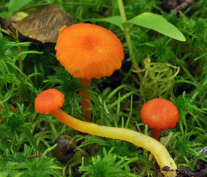 Hygrocybe cantharellus bk7645