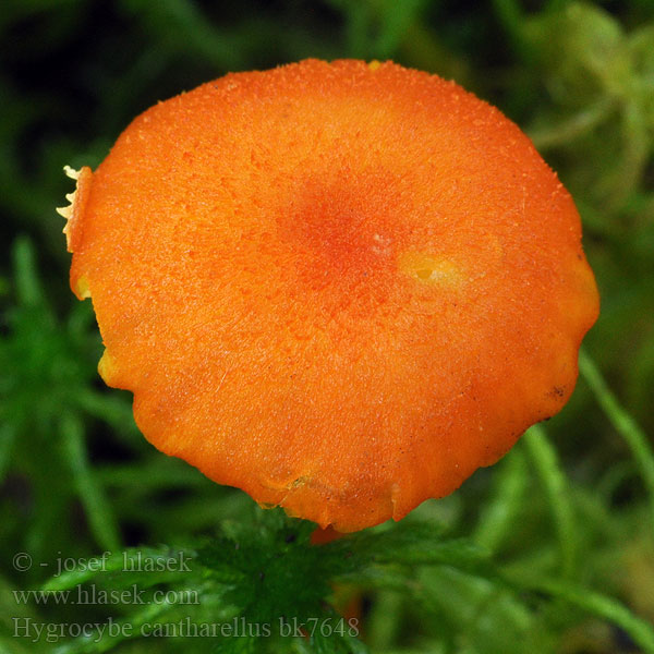 Hygrocybe cantharellus bk7648