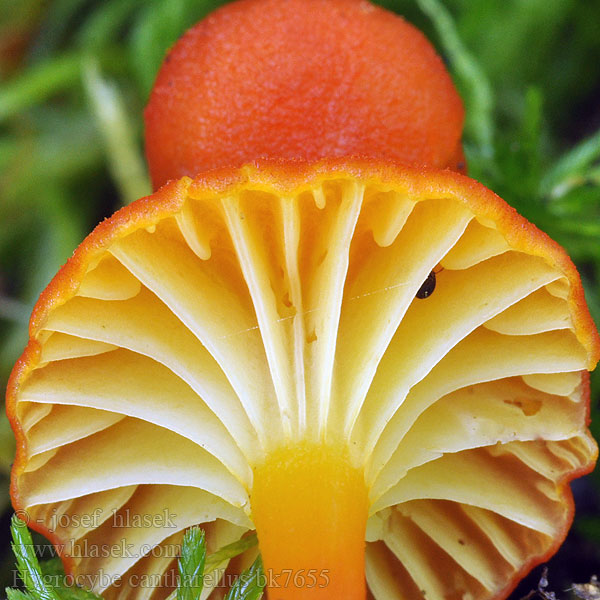 Hygrocybe cantharellus bk7655