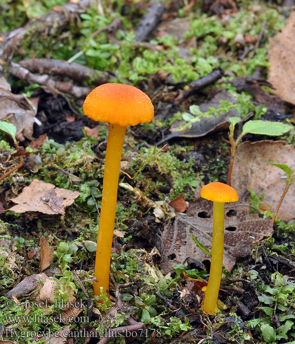 Hygrocybe cantharellus Voskovka lišková Kantarel-Vokshat Lúčnica kuriatkovitá Гигроцибе лисичка Wilgotnica lejkowata Kantarellvokssopp Chanterelle Waxy Cap Goblet Waxcap Trichterförmiger Saftling Pfifferlings