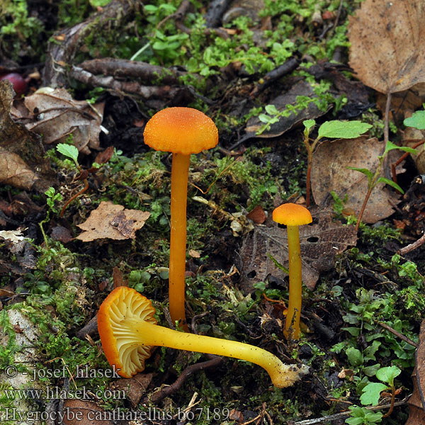 Hygrocybe cantharellus Lúčnica kuriatkovitá Гигроцибе лисичка Wilgotnica lejkowata Kantarellvokssopp Chanterelle Waxy Cap Goblet Waxcap Trichterförmiger Saftling Pfifferlings