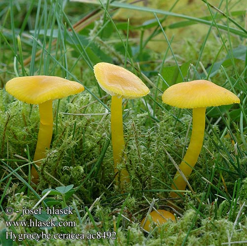 Hygrocybe ceracea Šťavnatka vosková bledožlutá Butter Waxcap