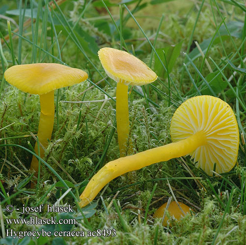 Hygrocybe ceracea Zerbrechlicher Saftling Gebrechlicher Elfenwasplaat