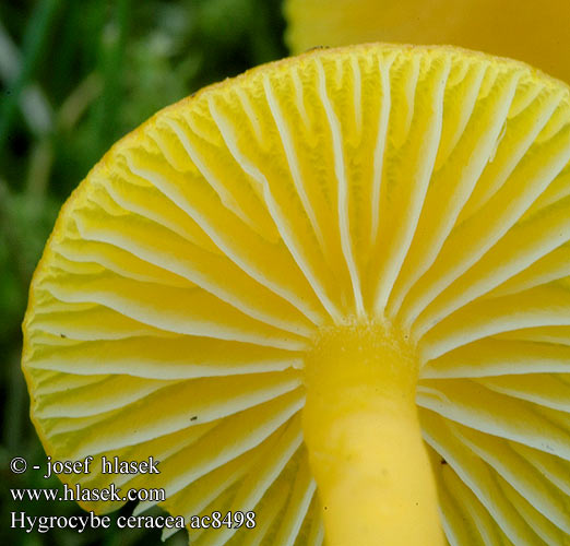 Hygrocybe ceracea ヌメリガサ科 Skjør vokssopp Гигроцибе восковая Šťavnatka vosková