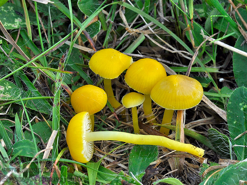 Zerbrechlicher Saftling Gebrechlicher Hygrocybe ceracea