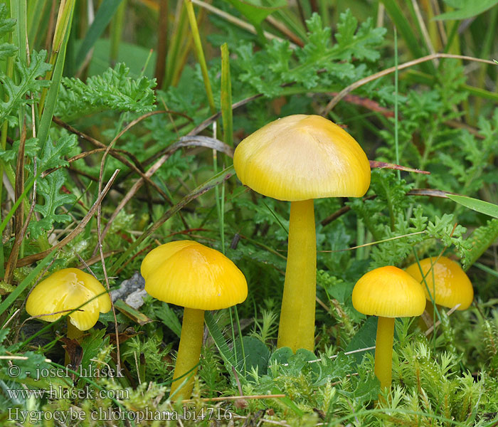 Hygrocybe chlorophana flavescens Hygrophorus chlorophanus