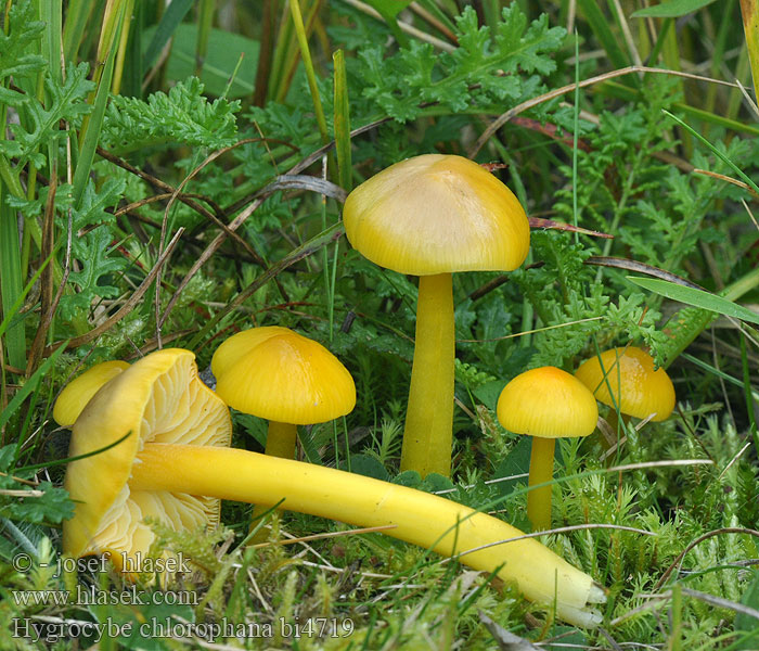 Golden Waxcap Voskovka citrónová Gul vokssopp Keltavahakas