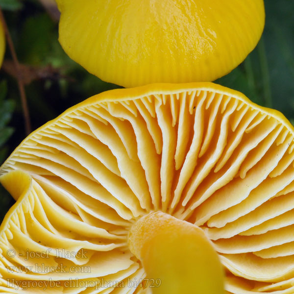 Hygrocybe chlorophana bi4729