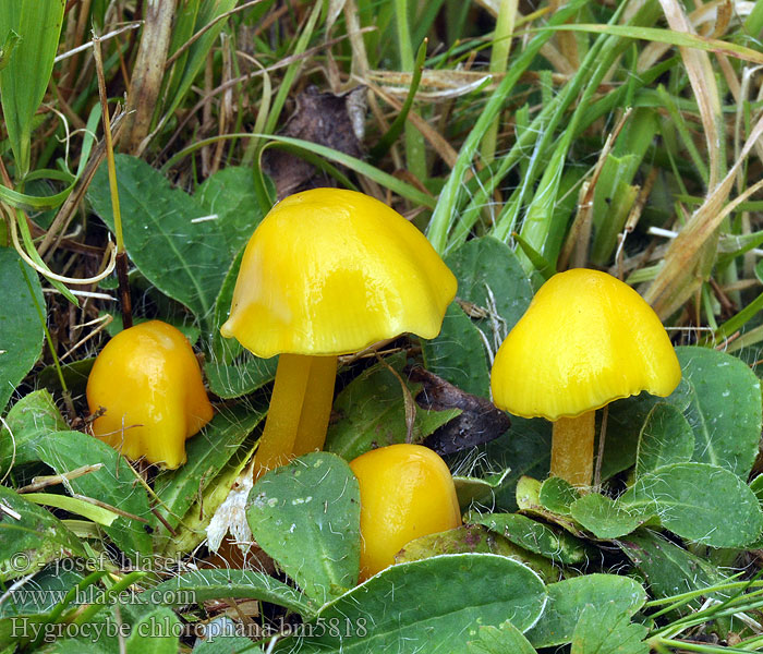 Hygrocybe chlorophana bm5818