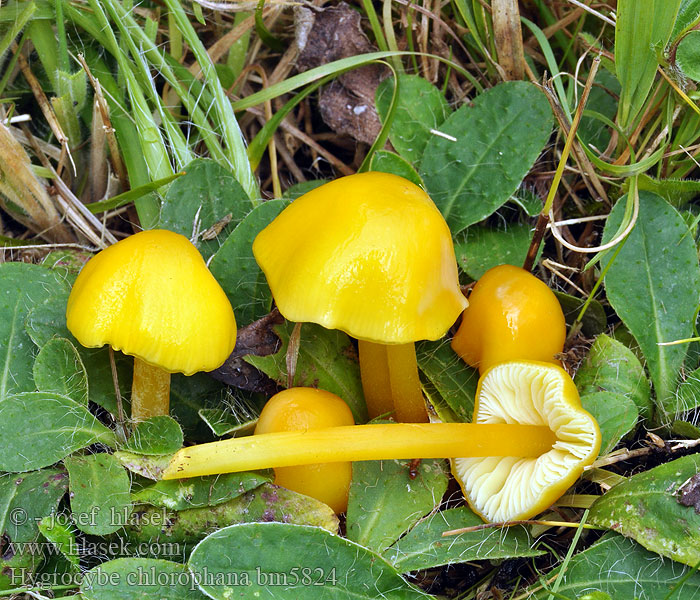 Hygrocybe chlorophana bm5824