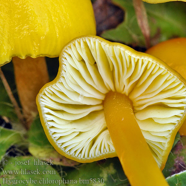 Lúčnica citrónovožltá Gul vaxing Hygrocybe chlorophana