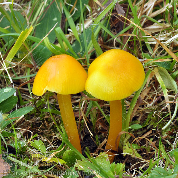 Hygrophorus chlorophanus Golden Waxcap Voskovka citrónová