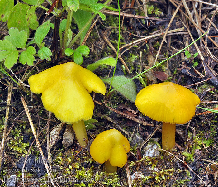 Hygrophorus chlorophanus Gul vokssopp Keltavahakas