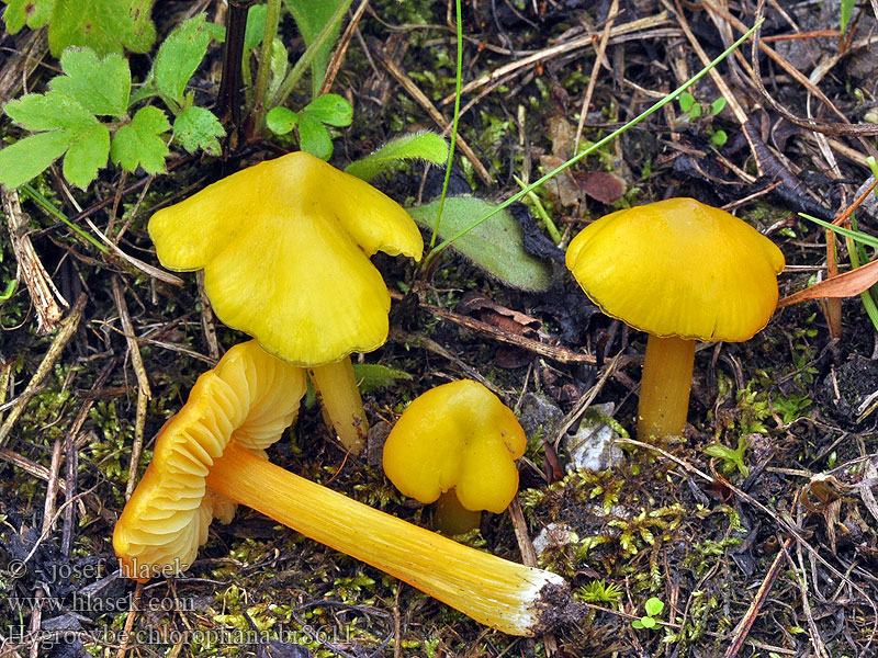 Hygrophorus chlorophanus Hygrophore pustuleux Gele wasplaat