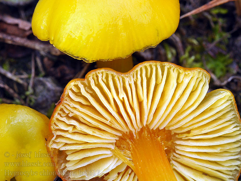 Hygrophorus chlorophanus Igroforo giallo verdognolo ツキミタケ