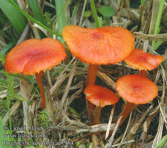 Hygrocybe coccinea Šťavnatka šarlatová Voskovka Scarlet Waxcap