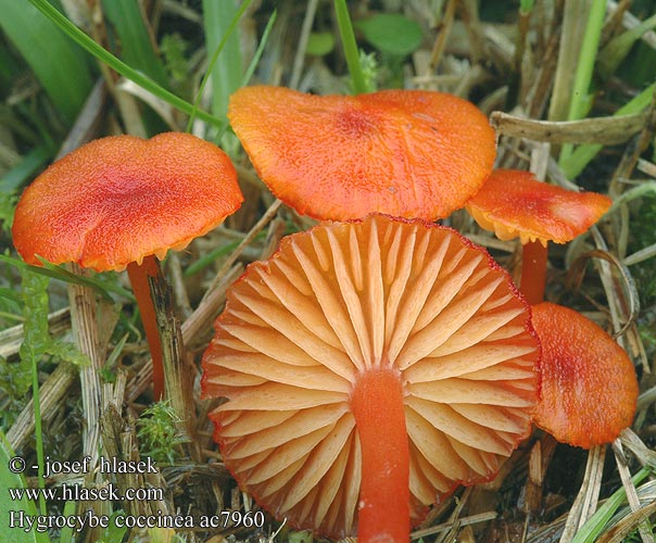 Hygrocybe coccinea ac7960