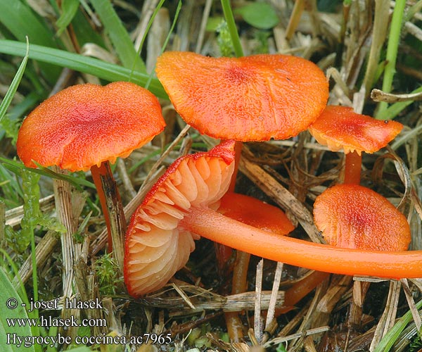 Hygrocybe coccinea ベニヤマタケ Piros nedűgomba Mønjevokssopp