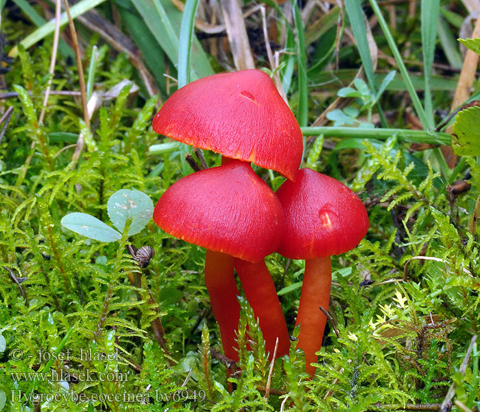 Hygrocybe coccinea Hygrophorus coccineus Гігроцыбе барвовы