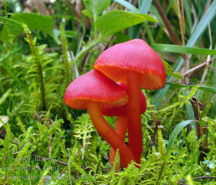 Hygrocybe coccinea Гигроцибе алая Škrlatna vlažnica