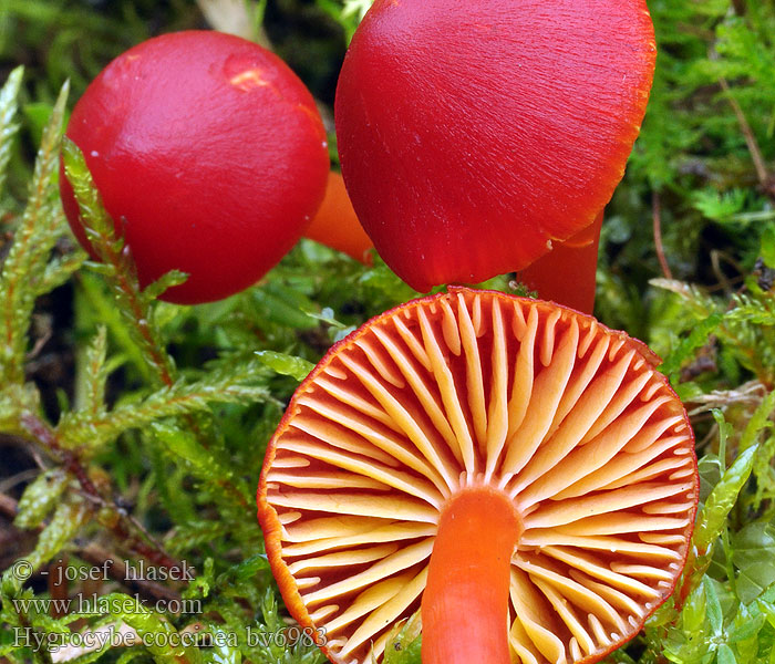 Hygrocybe coccinea Blodvaxing Hygrocybe escarlata