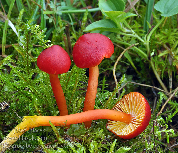 Hygrocybe coccinea Šťavnatka šarlatová Voskovka