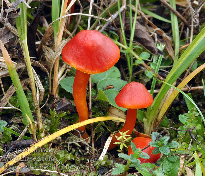 Hygrocybe coccinea Scarlet Waxcap