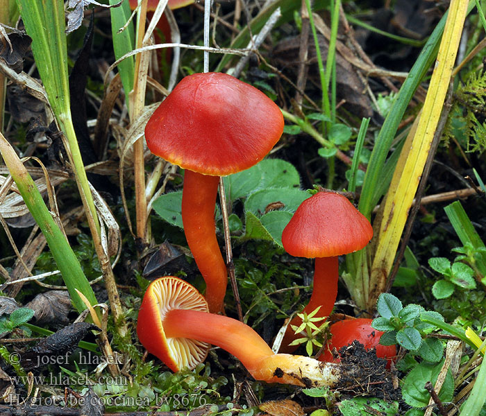 Hygrocybe coccinea Kirschroter Saftling