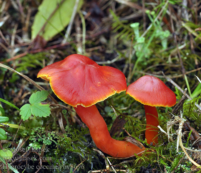 Hygrocybe coccinea Scharlaken wasplaat