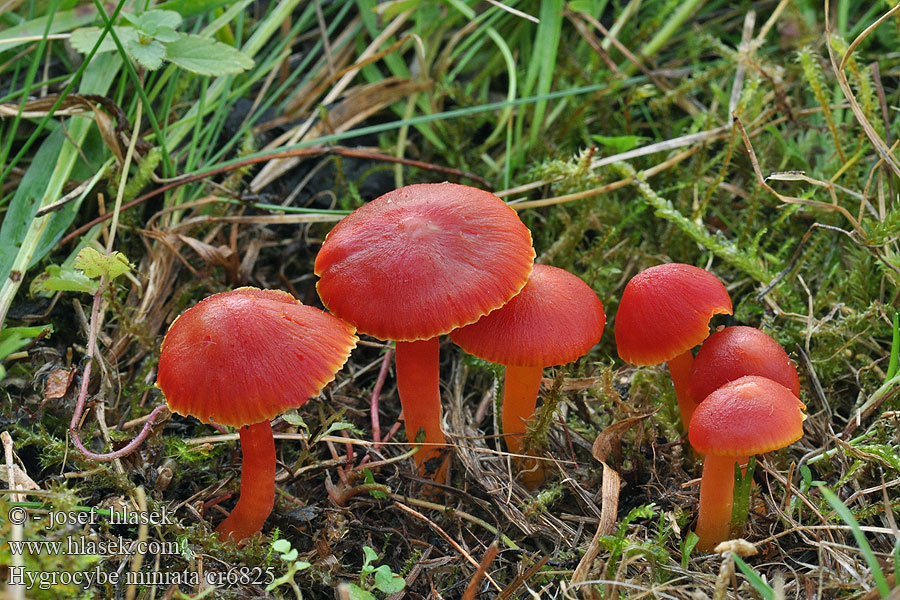 Šťavnatka šarlatová Voskovka Hygrocybe coccinea