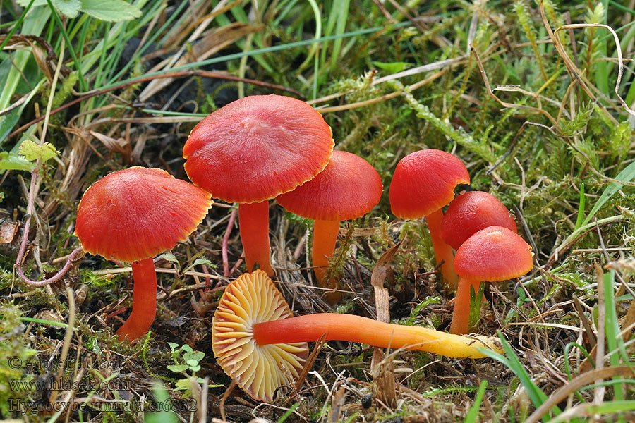 Scarlet Waxcap Kirschroter Saftling Hygrocybe coccinea