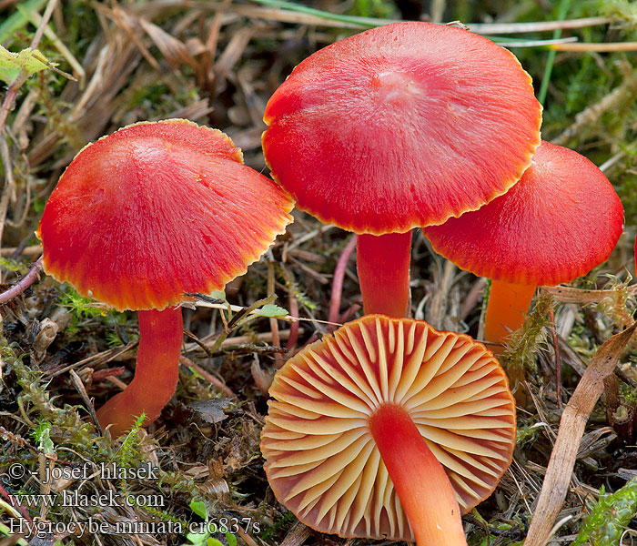 Lúčnica šarlatová Wilgotnica szkarłatna Hygrocybe coccinea