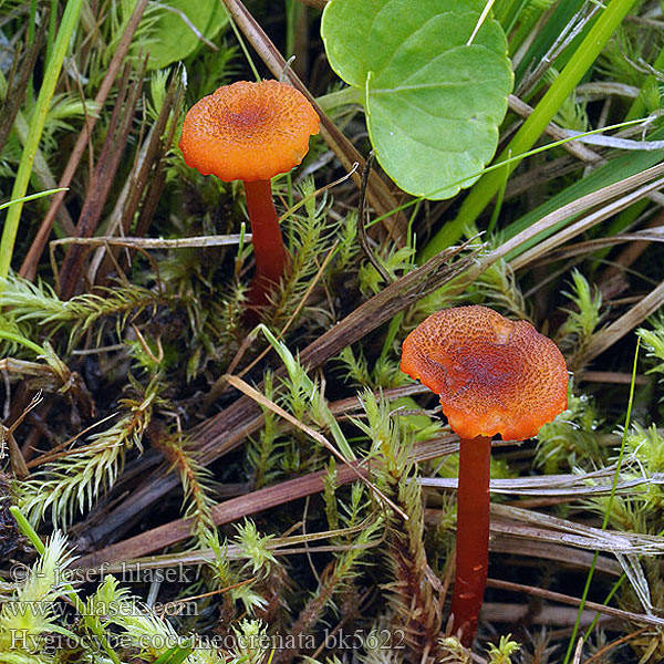 Hygrocybe coccineocrenata bk5622