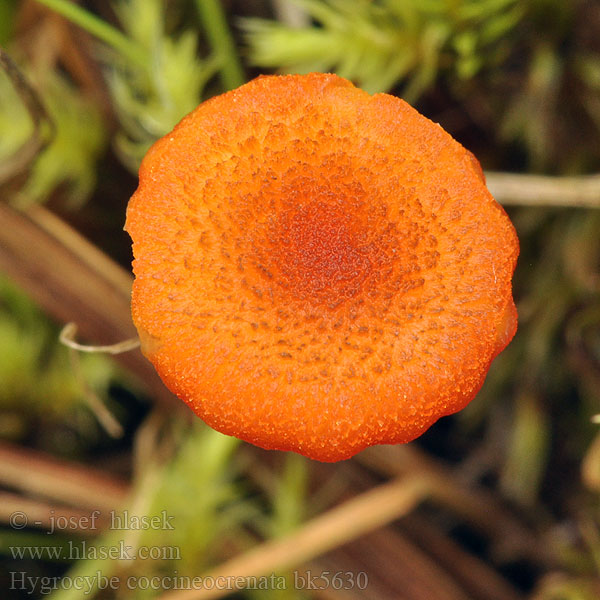 Hygrocybe coccineocrenata bk5630