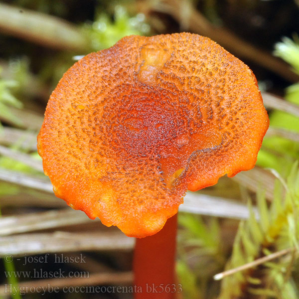 Hygrocybe coccineocrenata bk5633