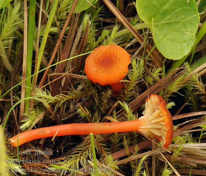 Hygrocybe coccineocrenata bk5637