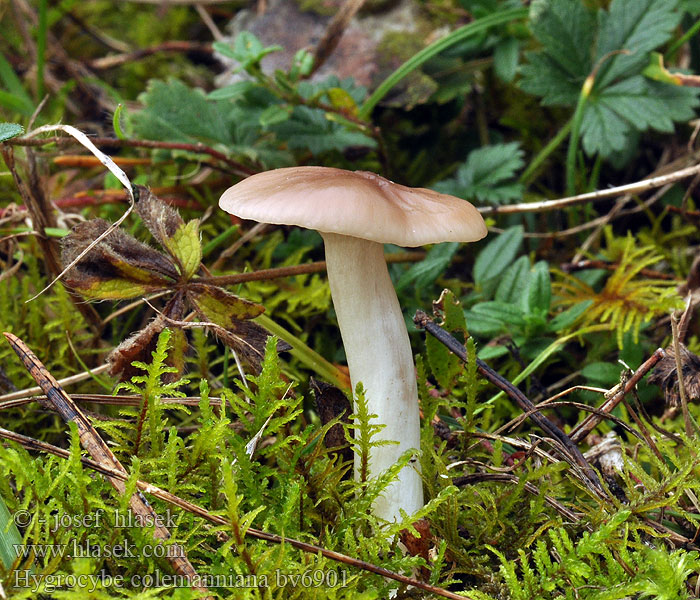 Hygrocybe colemanniana Voskovka Colemannova