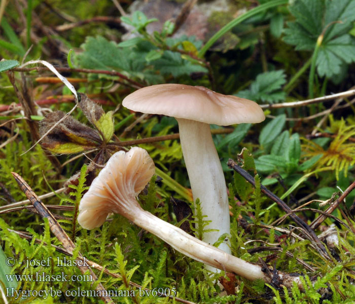 Hygrocybe colemanniana Dattelbrauner Ellerling