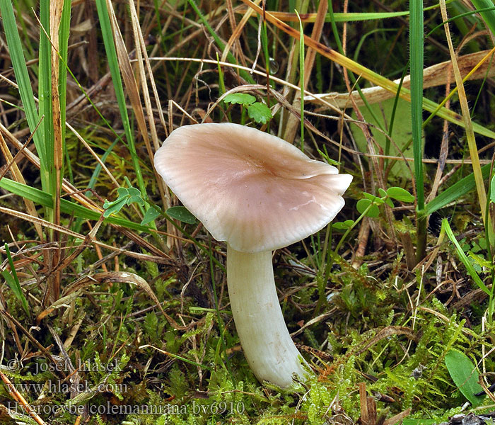 Hygrocybe colemanniana Bruine wasplaat