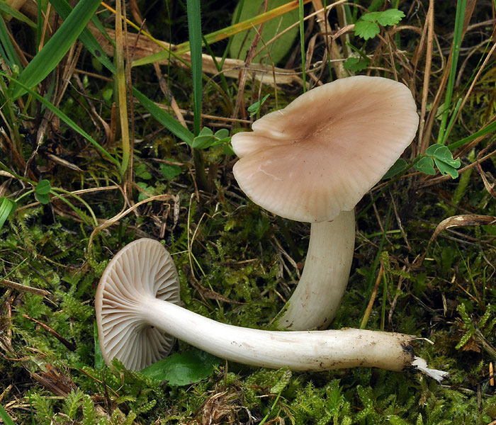 Hygrocybe colemanniana Wilgotnica czerwona