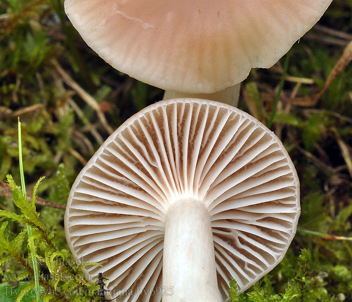 Hygrocybe colemanniana Lúčnica colemannova