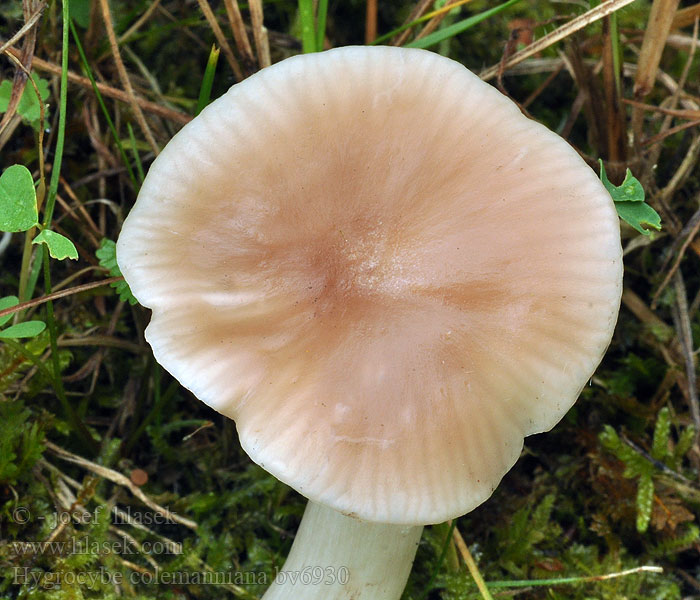 Hygrocybe colemanniana Rødbrun vokshat