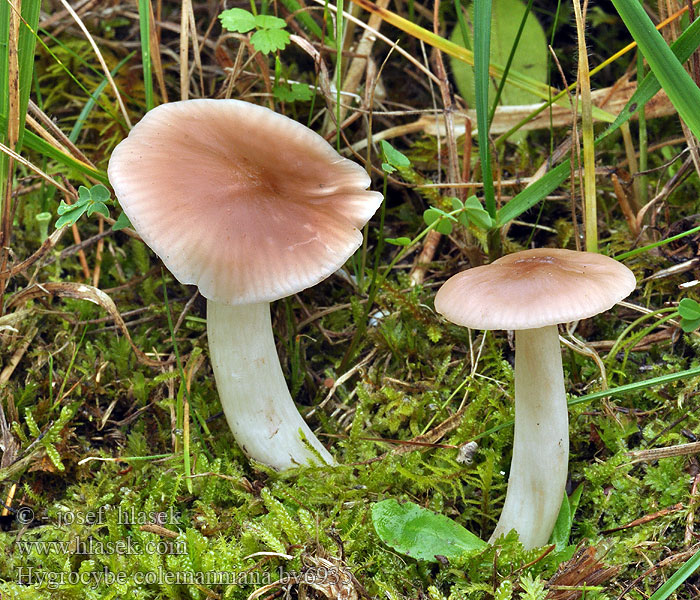 Hygrocybe colemanniana Brun ängsvaxskivling