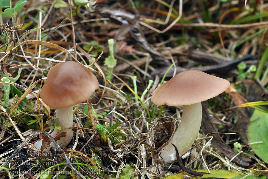 Hygrocybe colemanniana Ruskovahakas