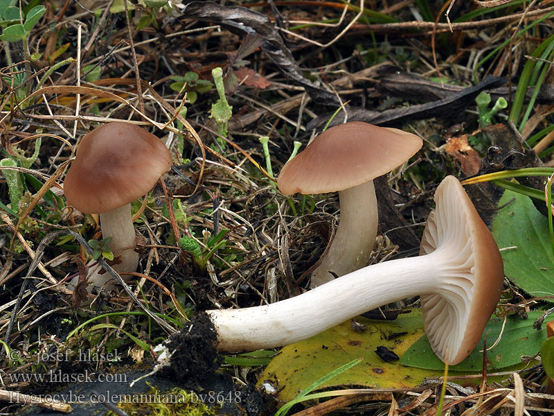 Hygrocybe colemanniana Brun engvokssopp